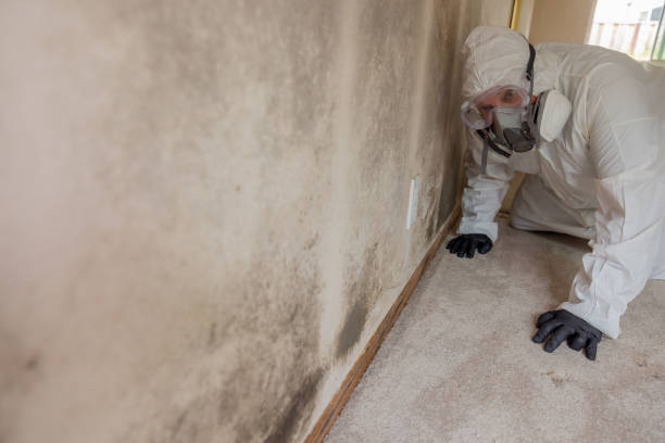 Sweet Home, AR Mold Removal Services Company